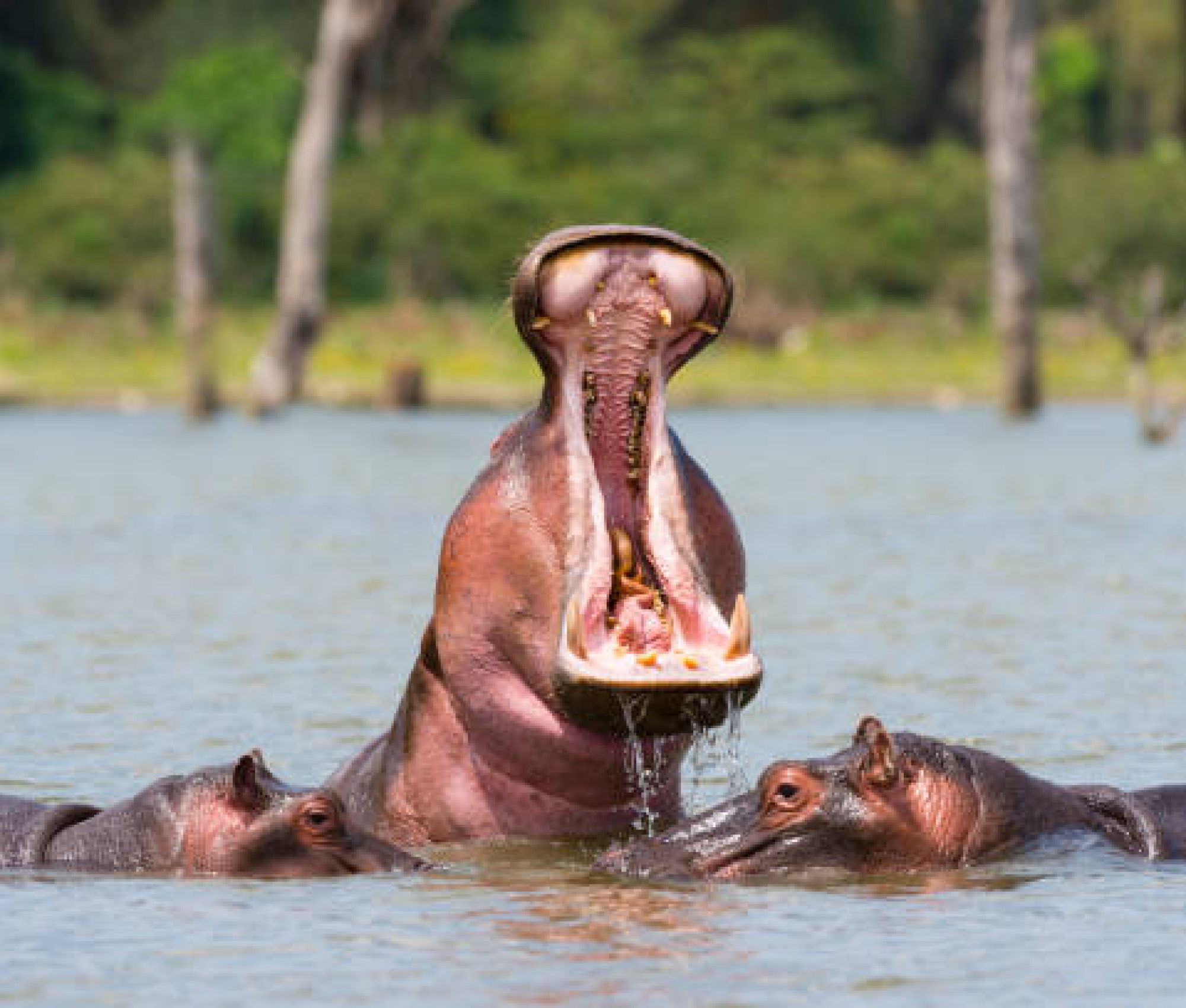 Three hippos in lake. Hippopotamus amphibius in natural habitat. Conservation status: Vulnerable. Lake Naivasha, Kenya, Africa.