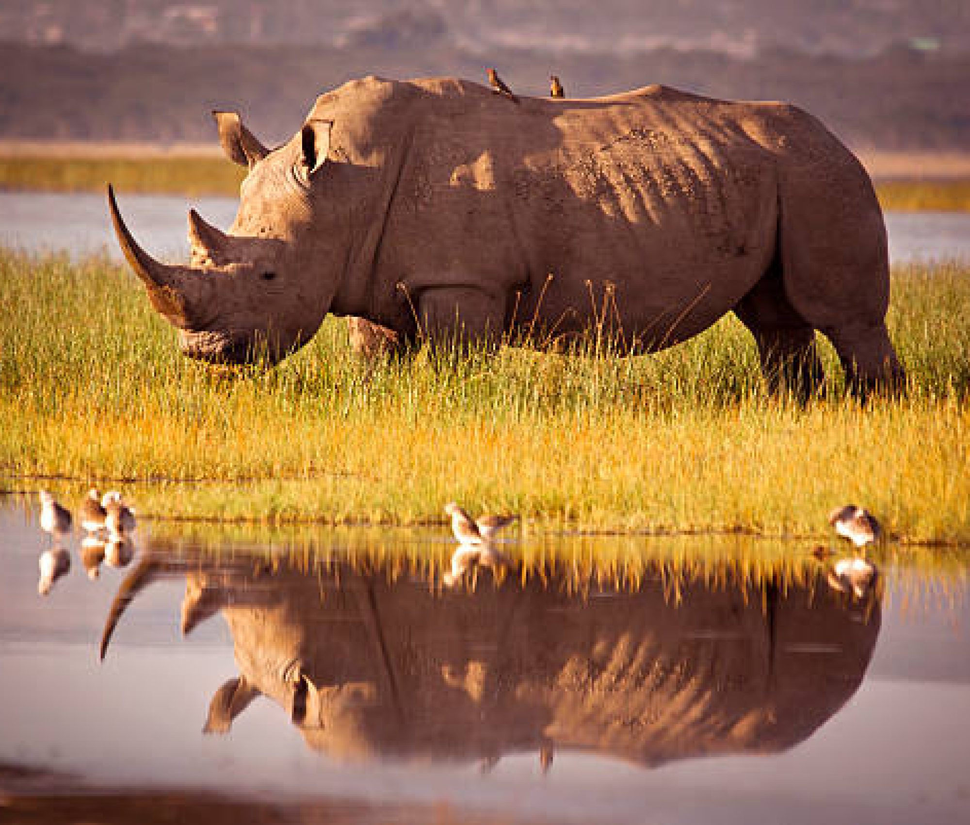 Rhino Reflection